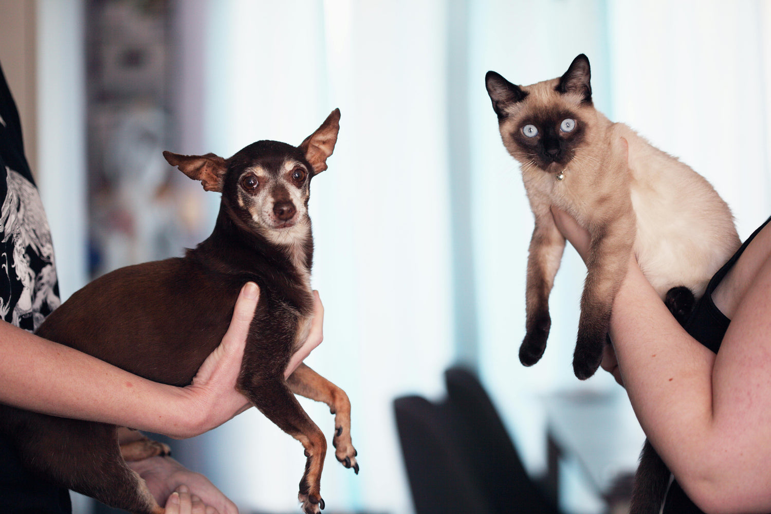 MASCOTAS